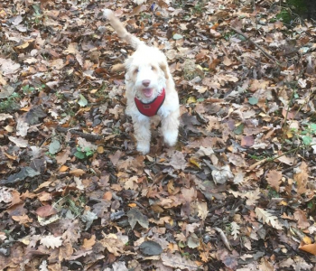 1e5b3f04-145d-4076-bc85-31d2c8fd14ab-1