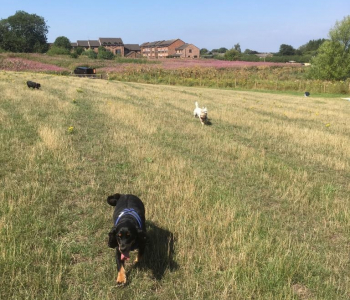 38e769e8-8f3b-4550-8cc9-dd09978e8575-1