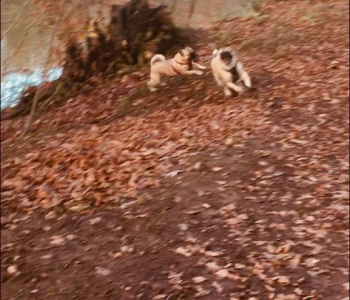 MuddyImage (12)