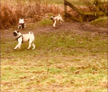 MuddyImage (16)