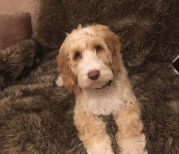 e8659aa5-3784-44e0-a039-d5475934b3cf-1