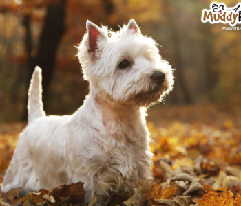 fbd5c5e6d04b1007bbc4a55a9bc097ea-1